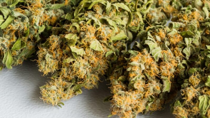 Policja z Pucka rozbiła nielegalną uprawę marihuany hodowaną przez 37-latka w hotelu w Jastrzębiej Górze
