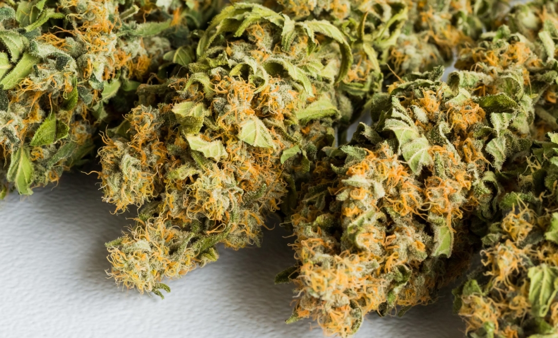 Policja z Pucka rozbiła nielegalną uprawę marihuany hodowaną przez 37-latka w hotelu w Jastrzębiej Górze