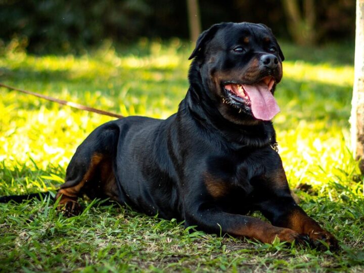 Rottweiler na ulicach Jastrzębia – dramatyczna akcja straży miejskiej!