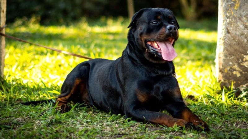 Rottweiler na ulicach Jastrzębia – dramatyczna akcja straży miejskiej!