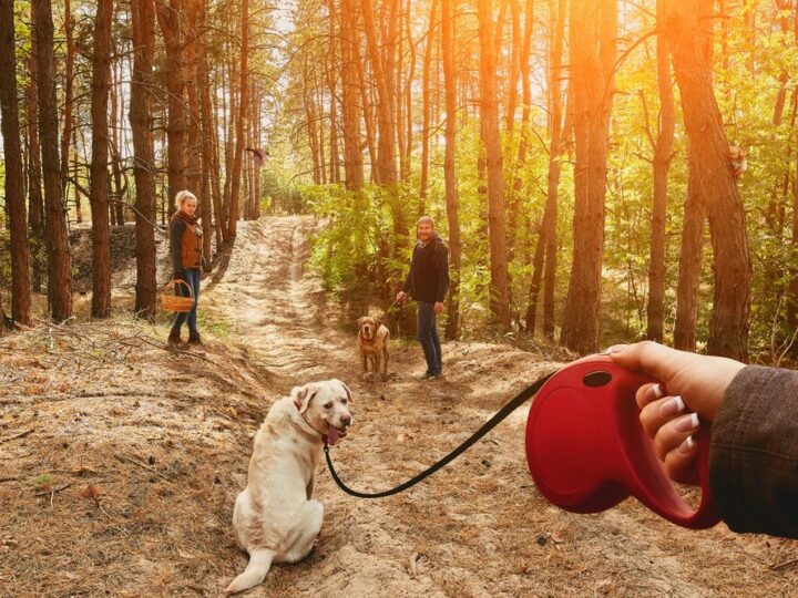 Dołącz do Jastrzębskiego DogTrekkingu i wspieraj bezdomne zwierzęta!