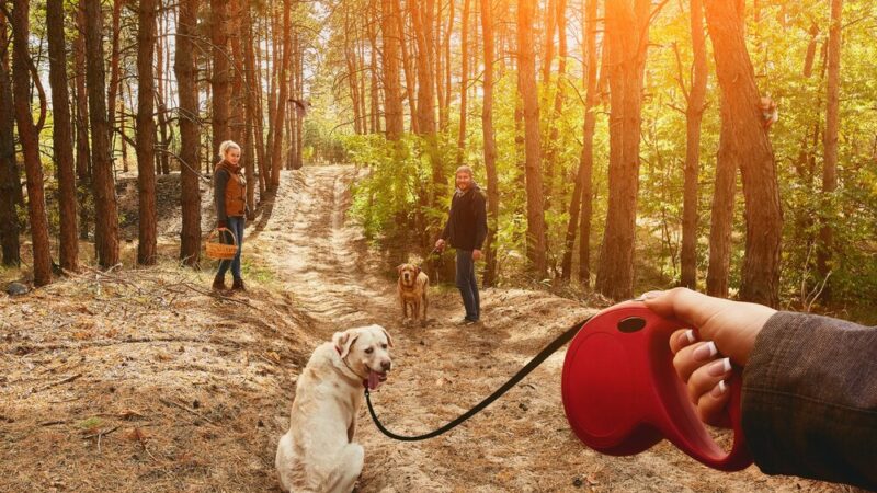 Dołącz do Jastrzębskiego DogTrekkingu i wspieraj bezdomne zwierzęta!