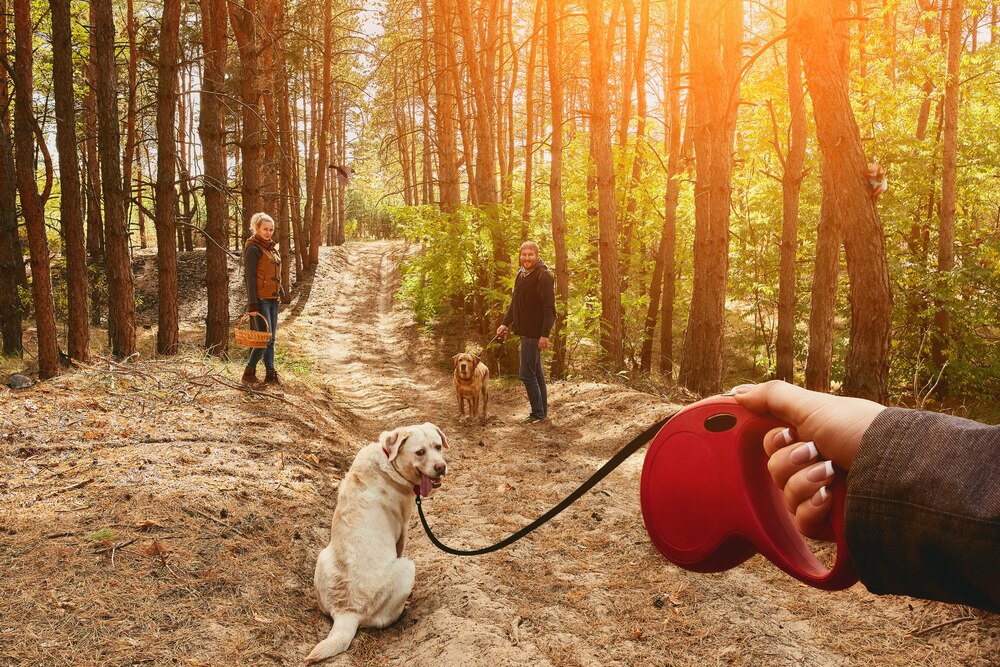 Dołącz do Jastrzębskiego DogTrekkingu i wspieraj bezdomne zwierzęta!