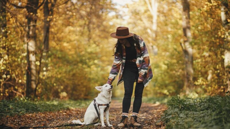 Jastrzębski DogTrekking TropDoGrzybka: Bieg z Psem dla Schroniska już 7 września!