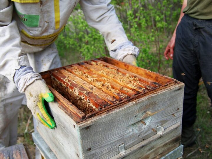 Tajemnice pszczół: fascynujące spotkanie z pszczelarzem w Jastrzębiu-Zdroju