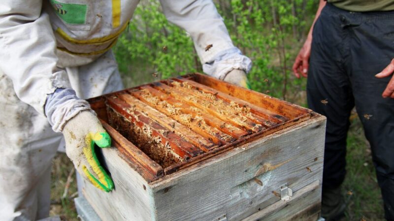 Tajemnice pszczół: fascynujące spotkanie z pszczelarzem w Jastrzębiu-Zdroju